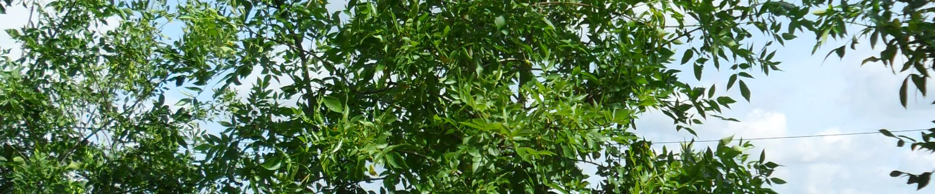 Fraxinus americana 150-200 x 400-500 (3).JPG Fraxinus americana 150-200 x 400-500 (3).JPG