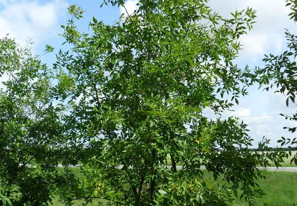 Fraxinus americana 150-200 x 400-500 (3).JPG