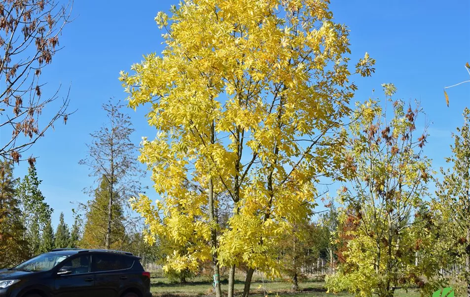Fraxinus americana 300-400 x 500-700 (7).JPG