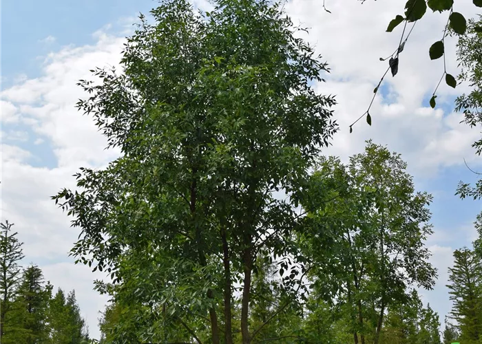 Pflanze des Monats Mai 2025: Die Weißesche 'Skyline' (Fraxinus americana)