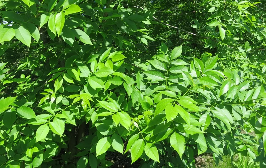Fraxinus americana Detail (2).JPG