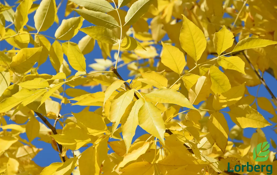 Fraxinus americana Detail (3).JPG