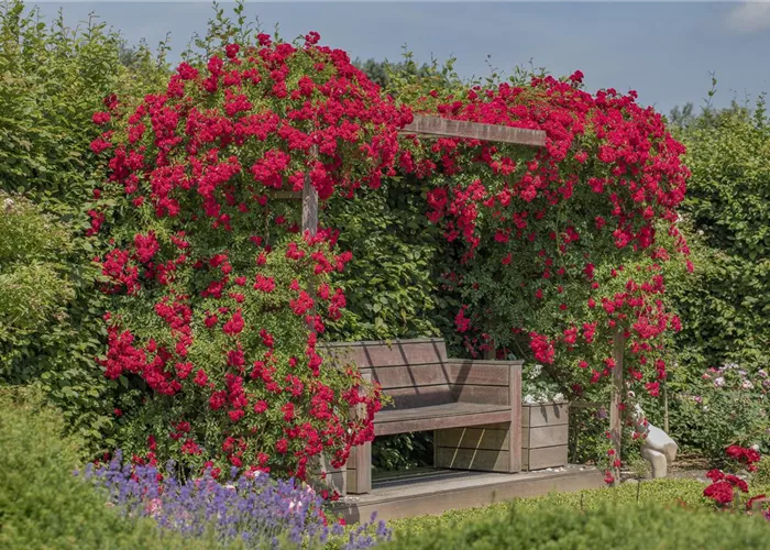 How Cottage Dreams Come True
