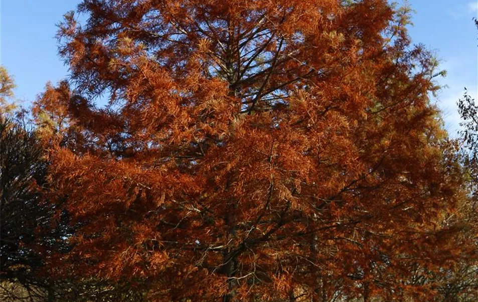 Taxodium distichum 60-70-80; 400-600 x 700-900(1).JPG