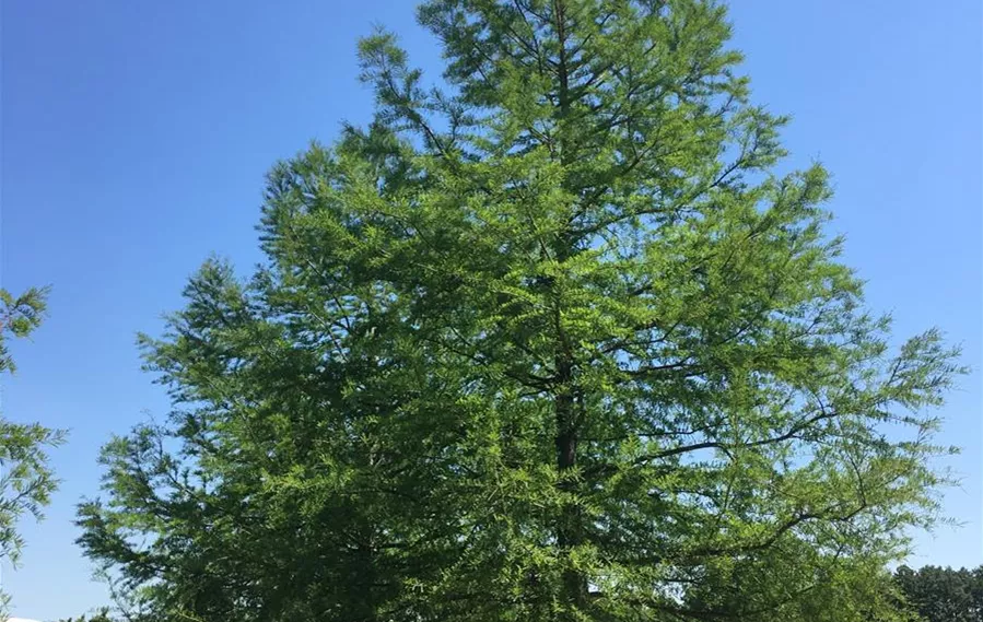 Taxodium distichum 80-90 (2).JPG