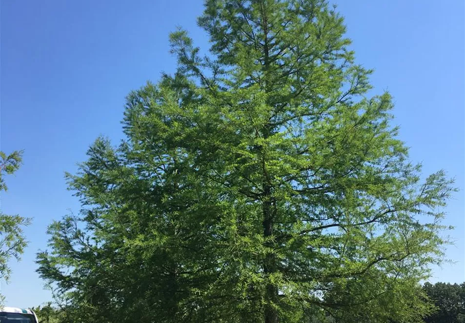 Taxodium distichum 80-90 (2).JPG