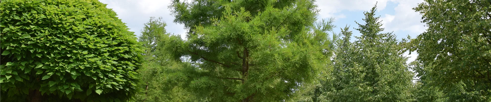 Taxodium distichum 50-60 (5).JPG Taxodium distichum 50-60 (5).JPG