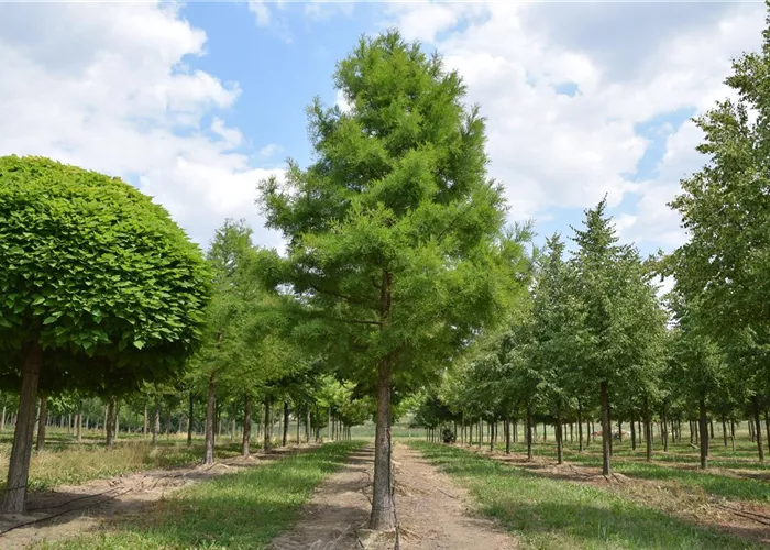 Pflanze des Monats Juni 2025: Sumpfzypresse (Taxodium distichum)