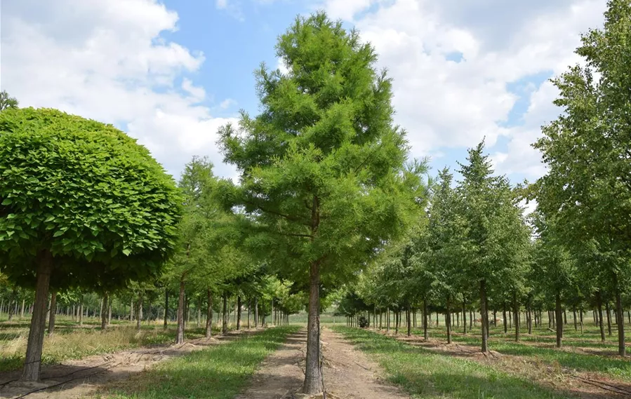 Taxodium distichum 50-60 (5).JPG