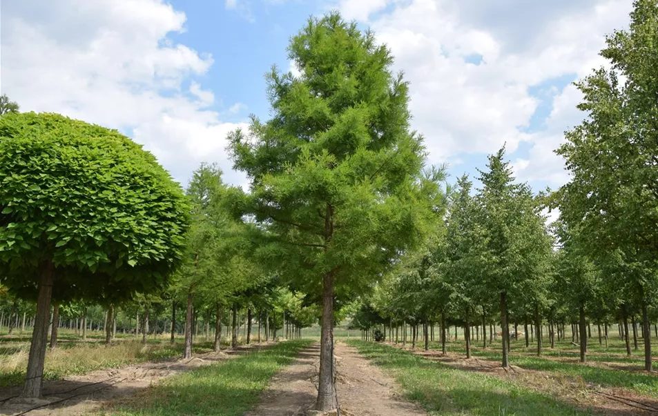 Taxodium distichum 50-60 (5).JPG