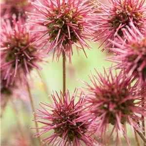 Acaena microphylla 'Kupferteppich' Acaena microphylla 'Kupferteppich'