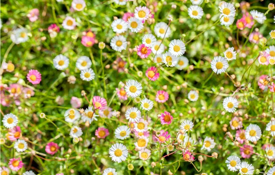 Erigeron karvinskianus 'Blütenmeer'