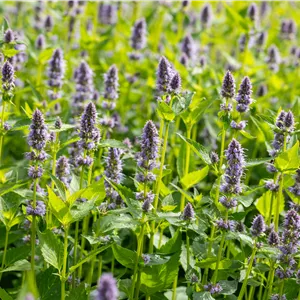 Agastache rugosa 'Blue Fortune'