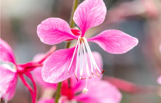 Gaura lindheimeri 'Siskiyou Pink'