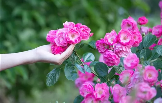 The rose – wellness and beauty in one