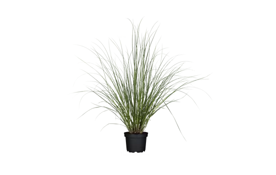 Cortaderia selloana 'Evita' -R-