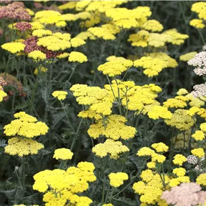 Achillea clypeolata 'Moonshine' Achillea clypeolata 'Moonshine'