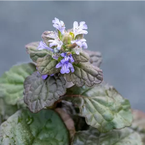 Ajuga reptans 'Braunherz'
