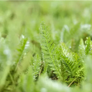 Achillea filipendulina 'Parker', veg. Achillea filipendulina 'Parker', veg.