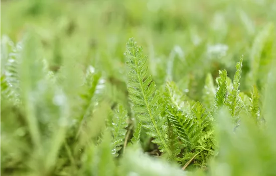 Achillea filipendulina 'Parker', veg. Achillea filipendulina 'Parker', veg.