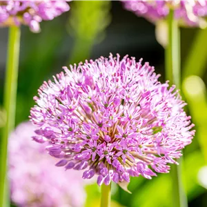 Allium aflatunense 'Purple Sensation'