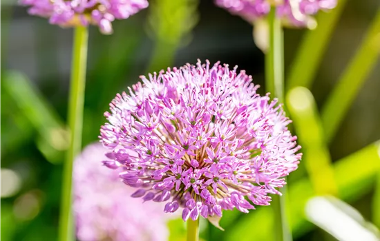 Allium aflatunense 'Purple Sensation'