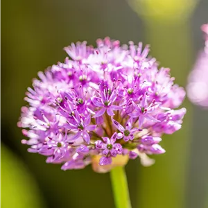 Allium aflatunense 'Purple Sensation' Allium aflatunense 'Purple Sensation'
