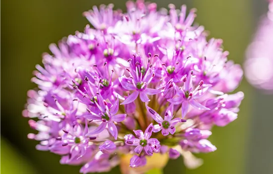 Allium aflatunense 'Purple Sensation' Allium aflatunense 'Purple Sensation'