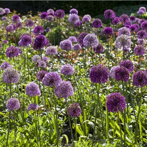 Allium giganteum Allium giganteum