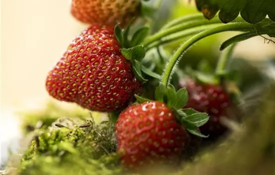 Strawberries – red, round, and really delicious!