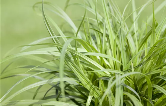 Carex caryophyllea 'The Beatles'