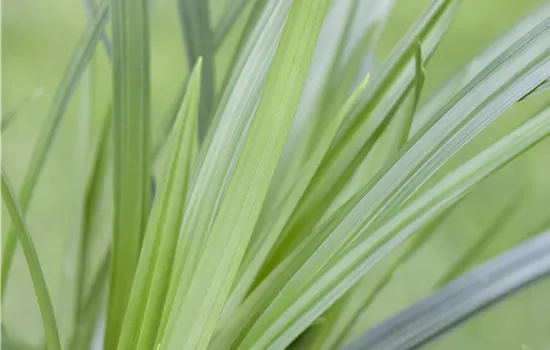 Carex foliosissima 'Irish Green'