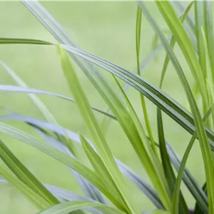 Carex foliosissima 'Irish Green'