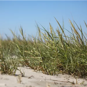 Ammophila arenaria Ammophila arenaria