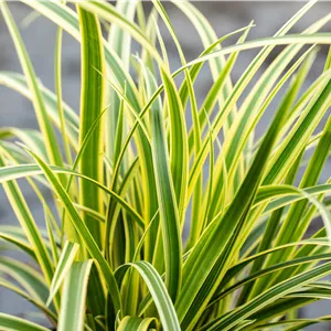 Carex foliosissima 'Vanilla Ice'