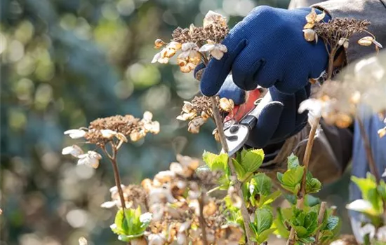 Old flower heads make room for new blooms