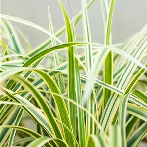 Carex foliosissima 'Vanilla Ice' Carex foliosissima 'Vanilla Ice'