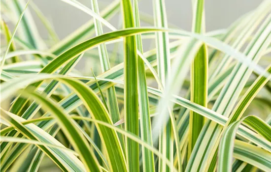 Carex foliosissima 'Vanilla Ice'