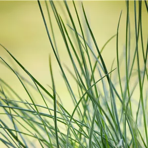 Festuca ovina Festuca ovina