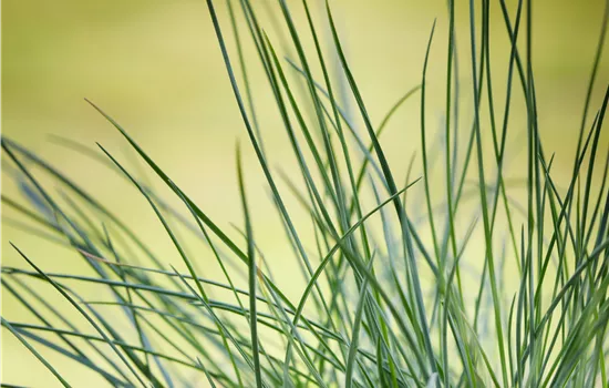 Festuca ovina Festuca ovina