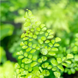 Adiantum venustum Adiantum venustum