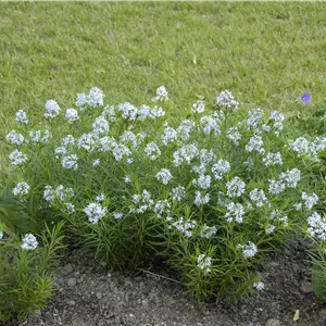 Amsonia hubrichtii Amsonia hubrichtii
