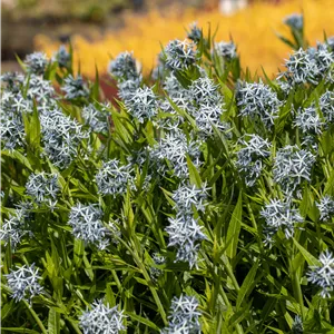 Amsonia tabernaemontana Amsonia tabernaemontana