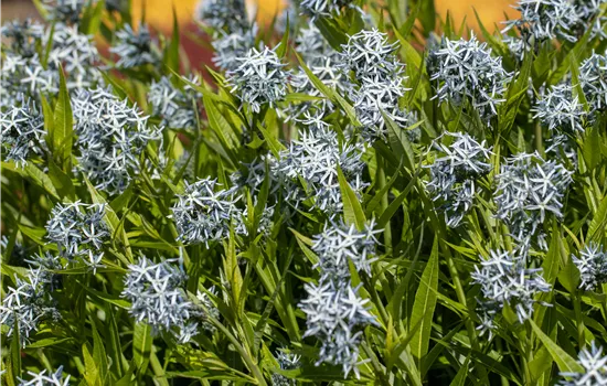 Amsonia tabernaemontana