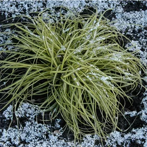 Carex morrowii 'Aureovariegata' Carex morrowii 'Aureovariegata'