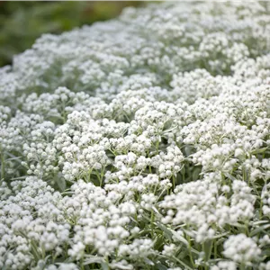 Anaphalis triplinervis 'Silberregen' Anaphalis triplinervis 'Silberregen'