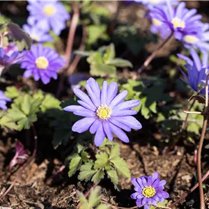 Anemone blanda 'Blue Shades'