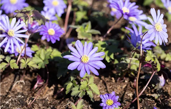 Anemone blanda 'Blue Shades'