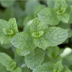 Mentha spicata Mentha spicata