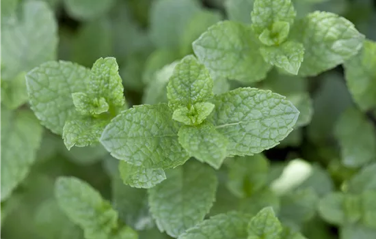 Mentha spicata